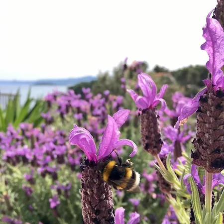 ゲストハウス Hvar Vrbanj