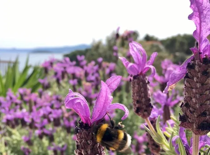 ゲストハウス Hvar Vrbanj